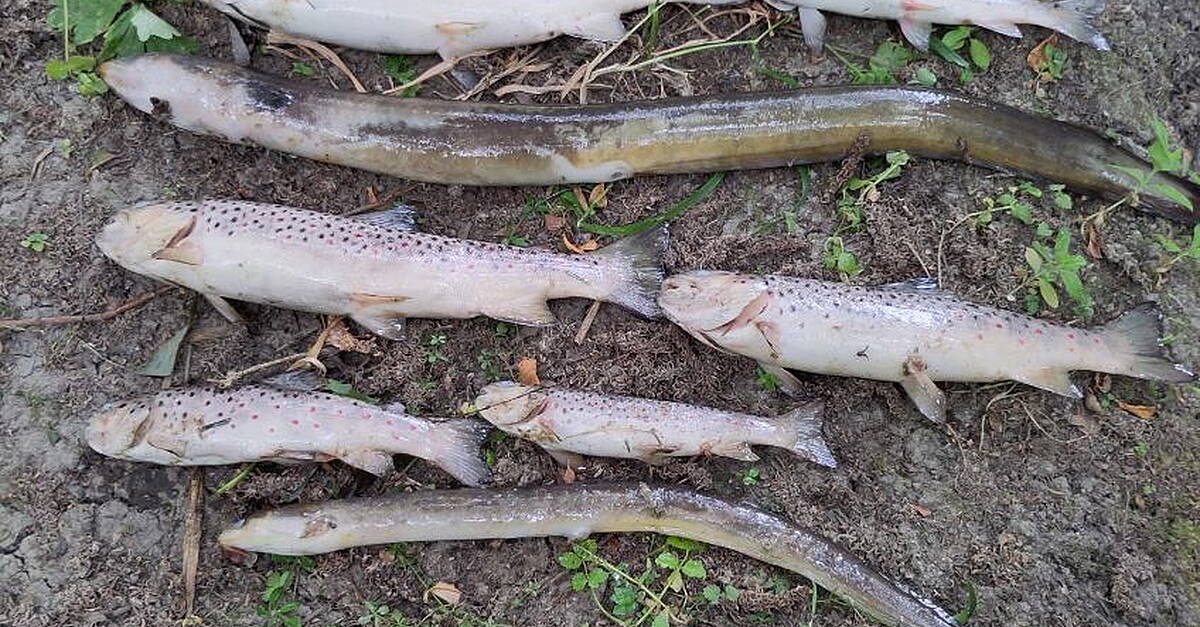 ‘Definite line of inquiry' pursued over Dublin fish kill as death toll put at 1,000