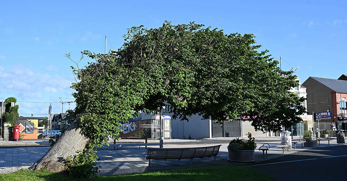 ‘Bendy elm' in Northern Ireland crowned tree of the year