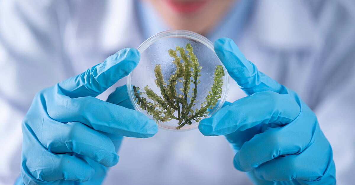 Microalgae Protein Startup Raises €15m For Expansion