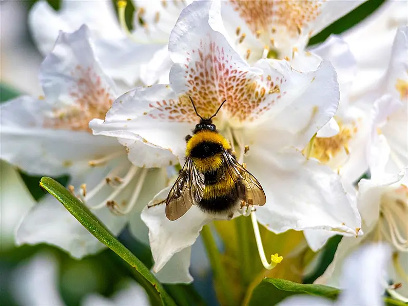 Five of the best gardens from homes for sale on MyHome