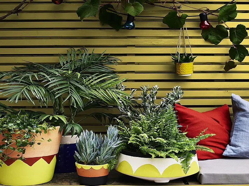 Paint Like a Pro: How to Add Colour to Your Garden with A Painted Fence