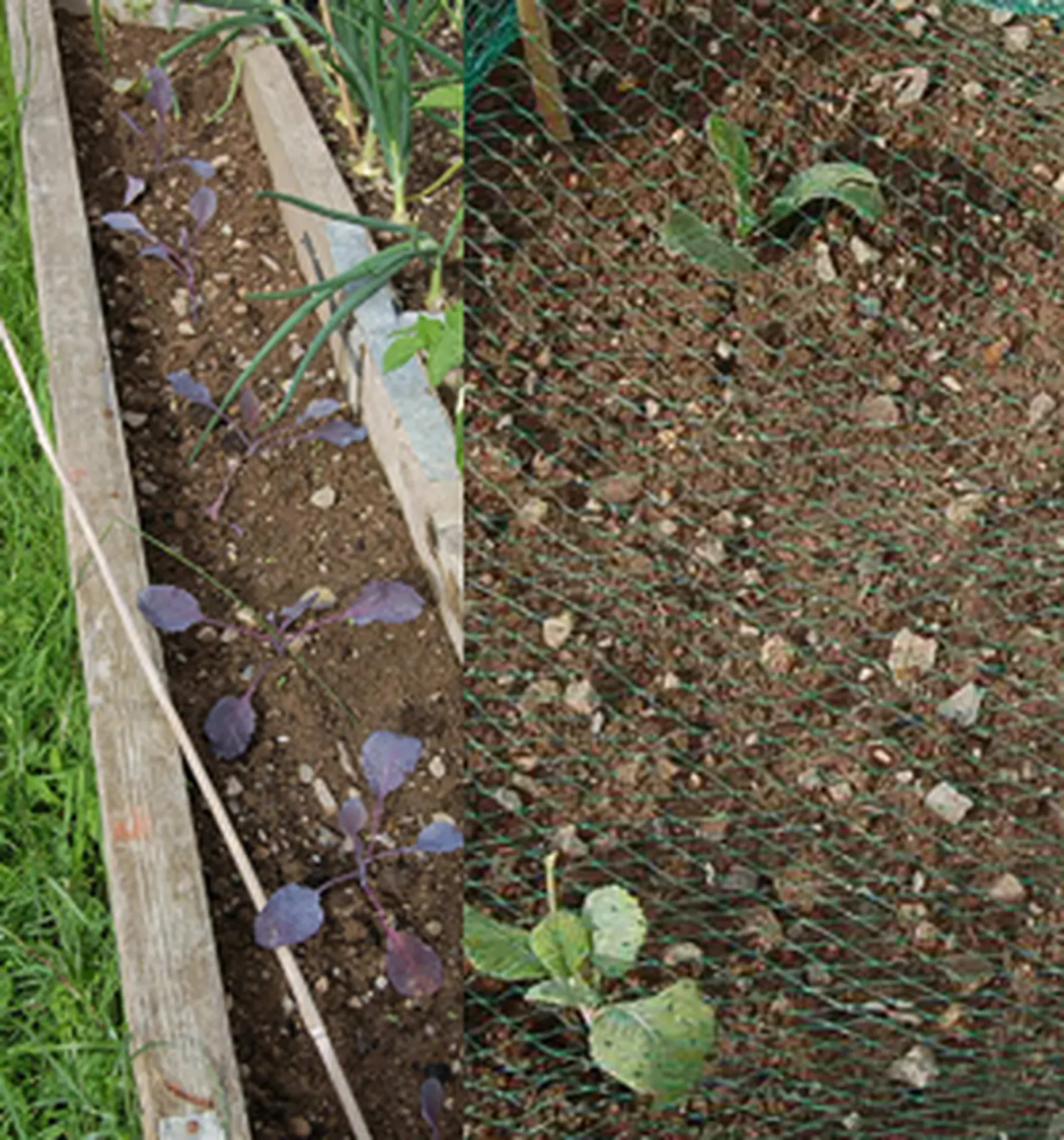 How to grow Cabbage