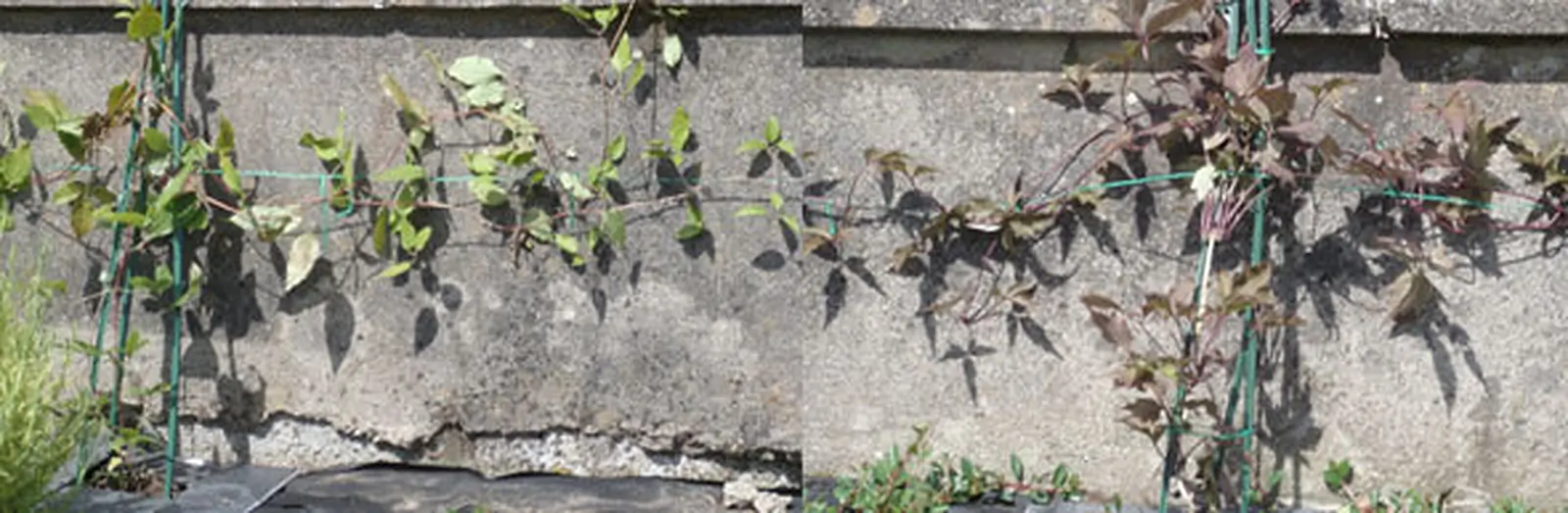 Clematis is a cure for unsightly cement walls in the garden!