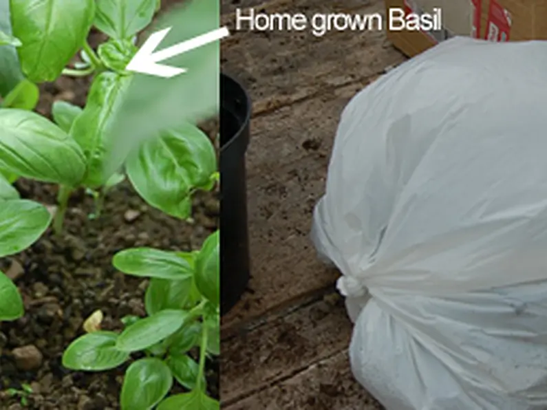 How to grow Basil in a home made propagator