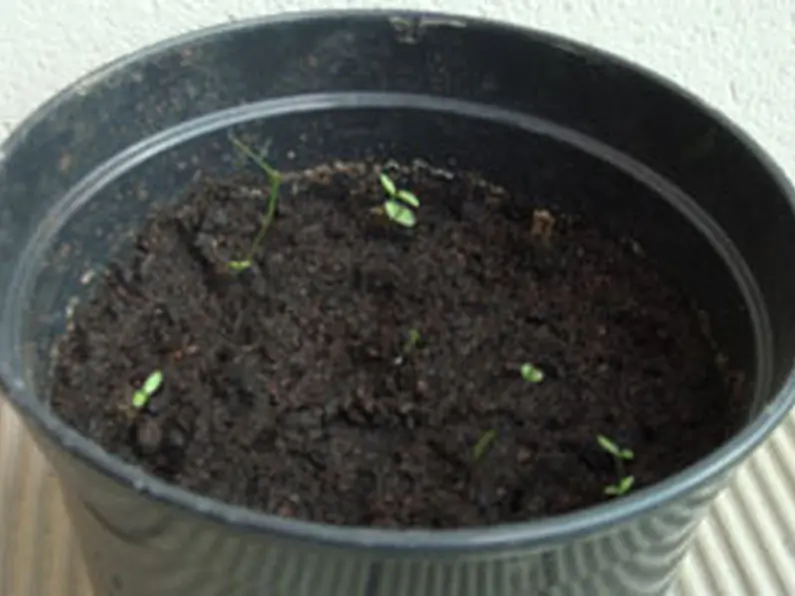 Apartment Gardening: Grow your own Herbs