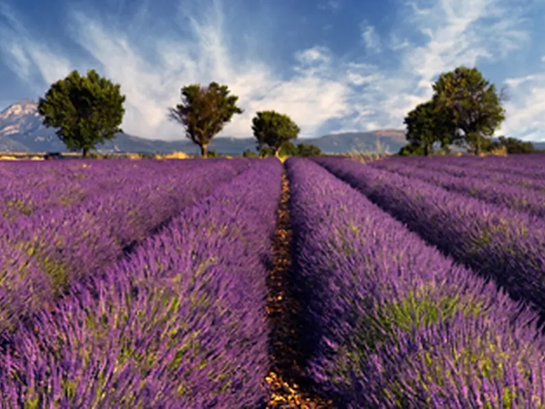 This season&rsquo;s scent is lavender