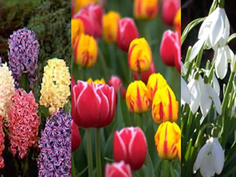 5 must have Spring bulbs for your garden