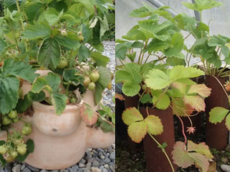 How to Grow Strawberries