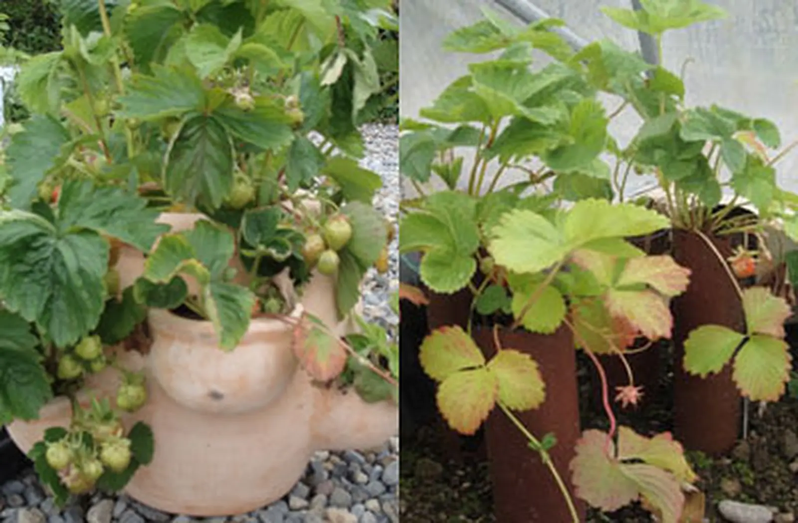 How to Grow Strawberries