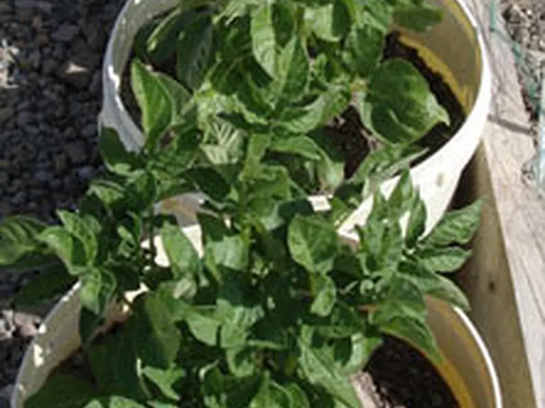This years potatoes are in bloom