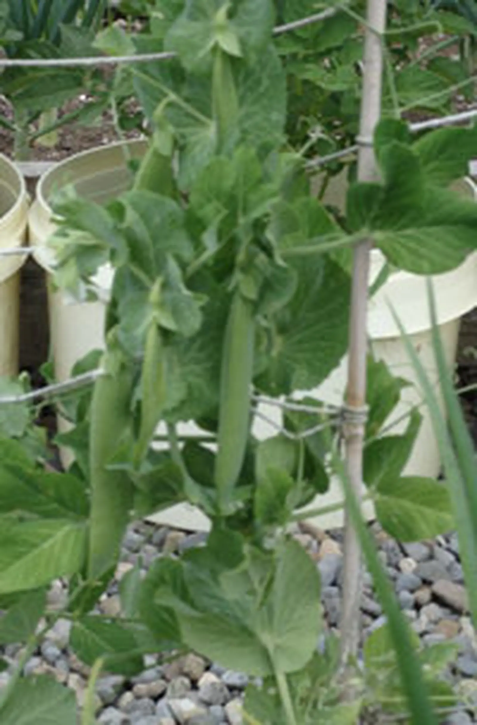 How to grow peas