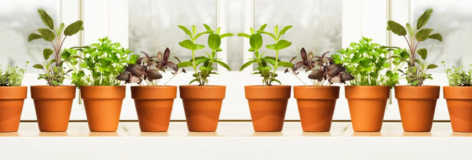 Grow Your Own Fresh Fruit and Vegetables