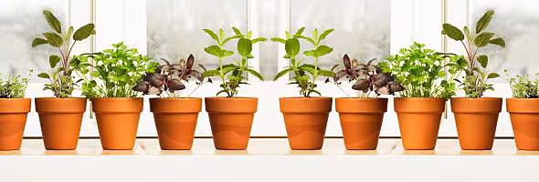 Grow Your Own Fresh Fruit and Vegetables