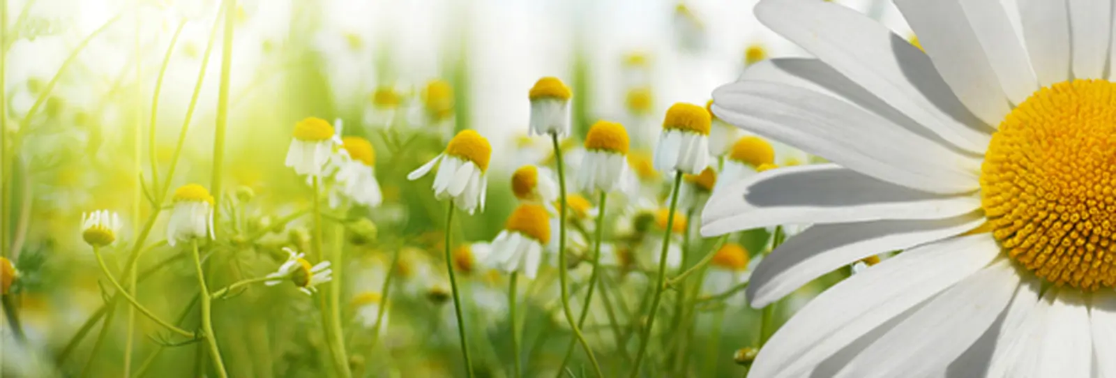 Find Garden Inspiration at Bloom in Phoenix Park