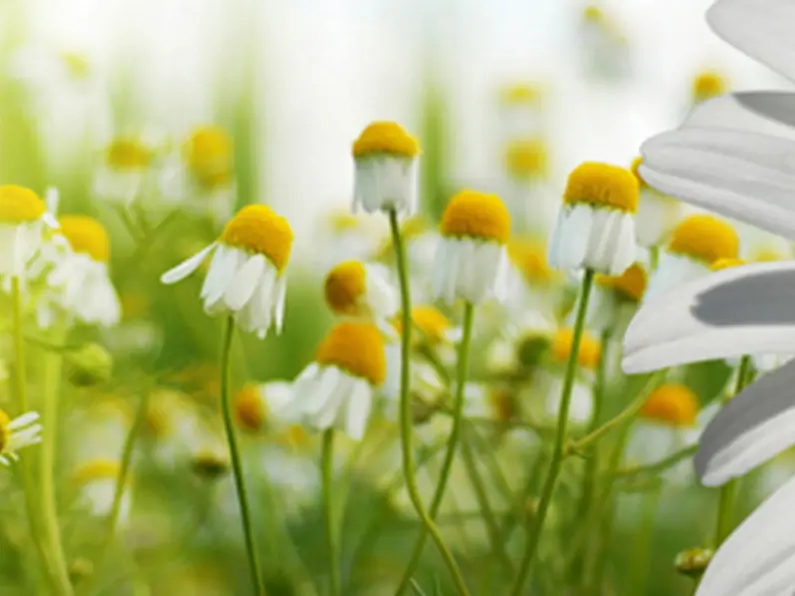 Find Garden Inspiration at Bloom in Phoenix Park