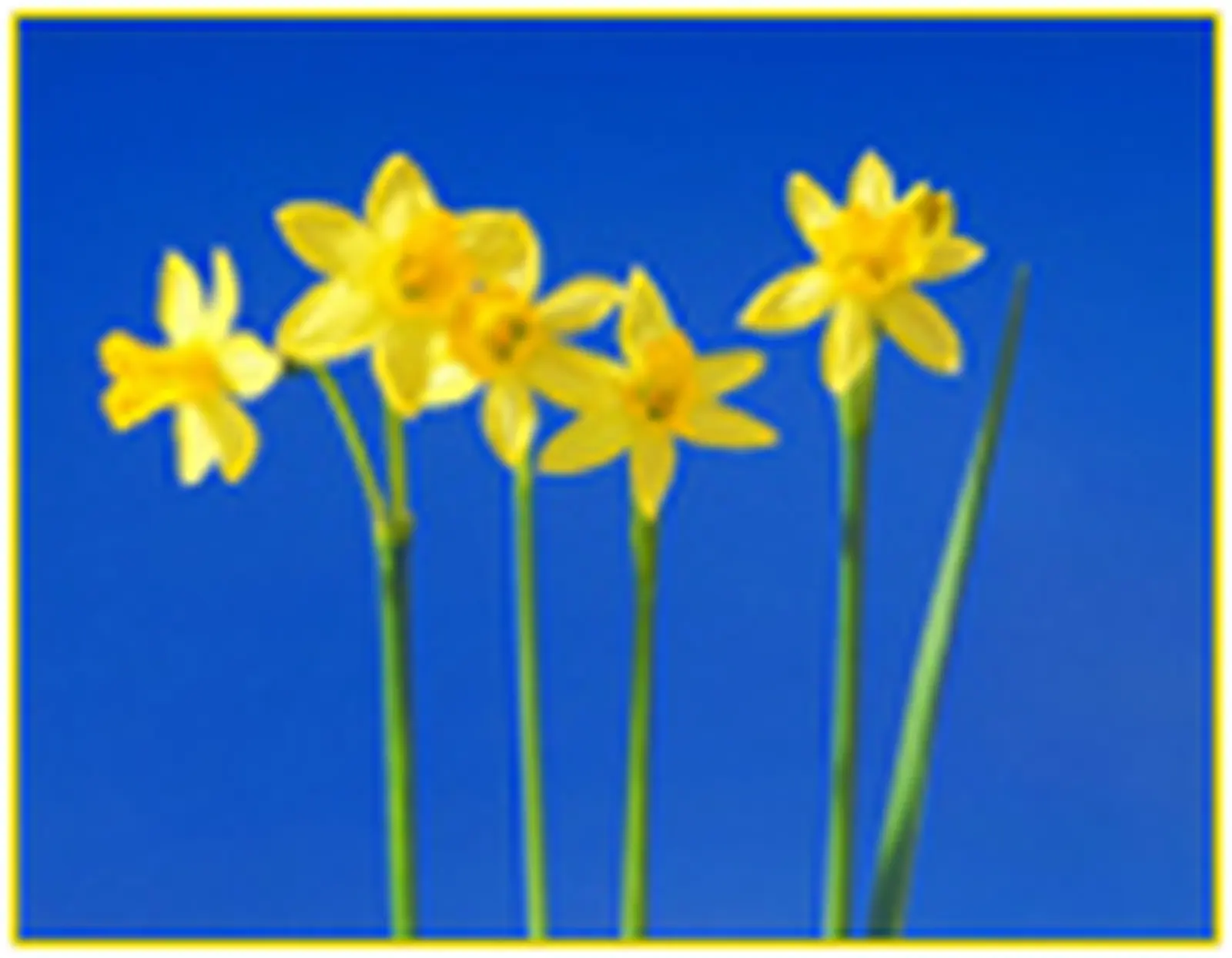 Help us support Daffodil Day 2011
