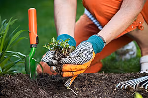 Tips for summer gardening