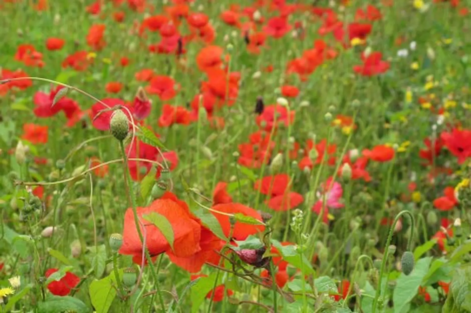 Wild and Colourful in Howth