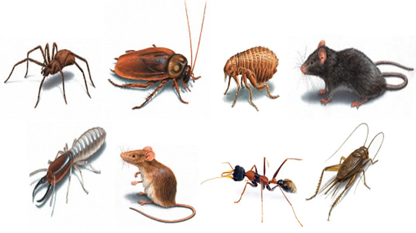 Make your house immune to pests
