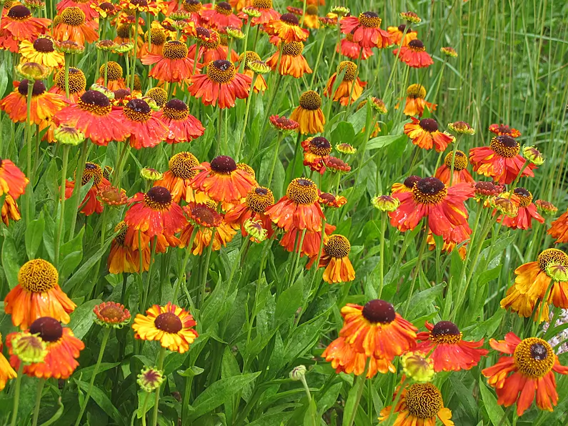 August gardening tips