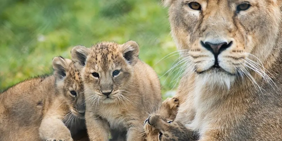 GALLERY: Fota Wildlife Park an...