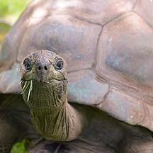 Could a 194 year old tortoise...