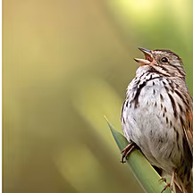 How AI could help birds redisc...
