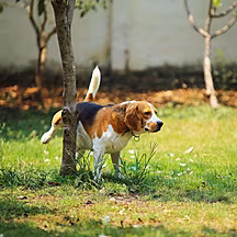 Vienna bans dogs from peeing o...