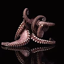 An “explosion” in octopus numb...