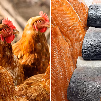 Avoid chicken fed salmon by ea...