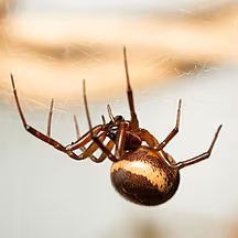 Venomous spider expected to ma...