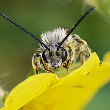 More wild bee species in decli...