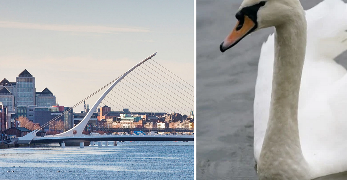Swans dying after 'fairly catastrophic' crashes into Samuel Beckett bridge