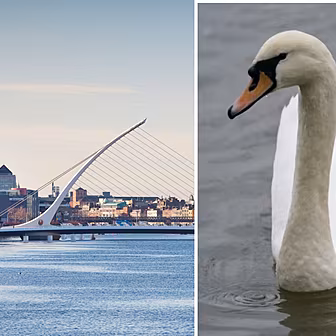 Swans dying after 'fairly...