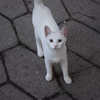 Man whose cat was thrown on Ha...