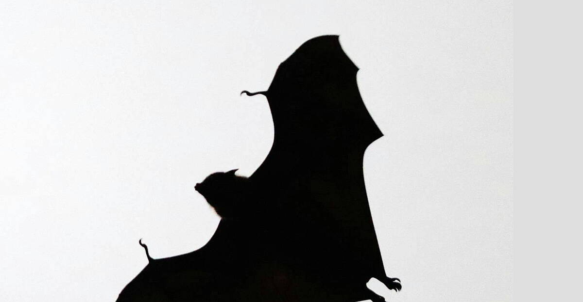Science with Luke O'Neill: spooky Halloween science!