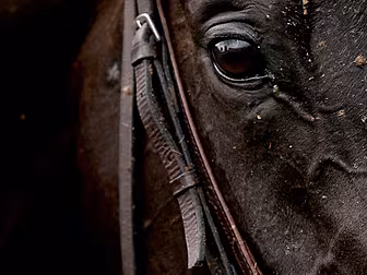 Racing round-up: Anthem Alexan...