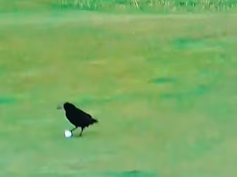 WATCH: A birdie is a good thin...
