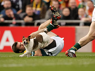 WATCH: From brawls to canine i...