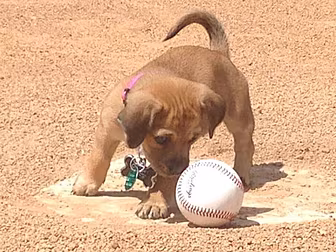 Abandoned puppy adopted by ama...