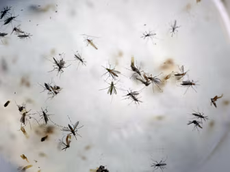 What health risk does the Zika...