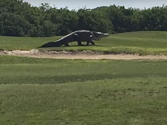 WATCH: Huge alligator apparent...