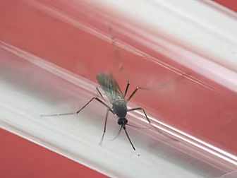 Why South Korea has Zika-proof...