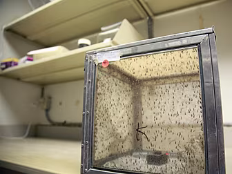 How big a threat is the Zika v...