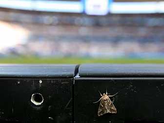 Turns out moths invaded the St...