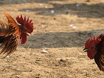 When cockfighting was the bigg...