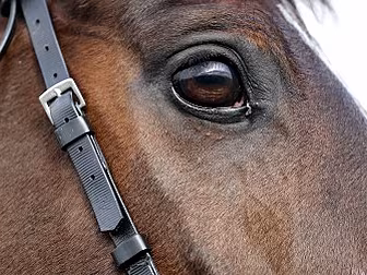 As It Happened: Cheltenham Fes...