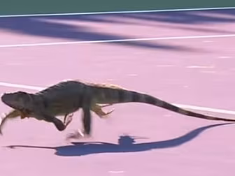 An iguana halts a tennis match...