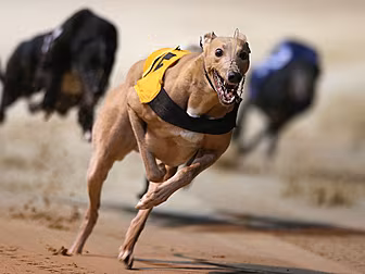 Irish greyhound tests positive...