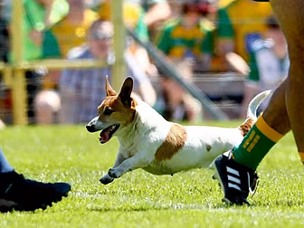 Terrier like GAA Displays At T...